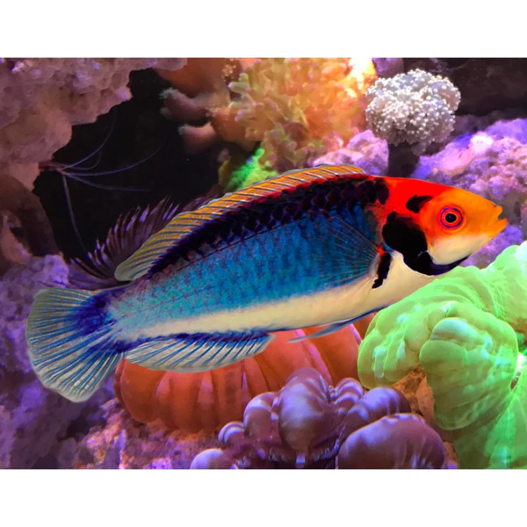 Peste marin Red Eye Wrasse Cirrhilabrus solorensis - imagine 3